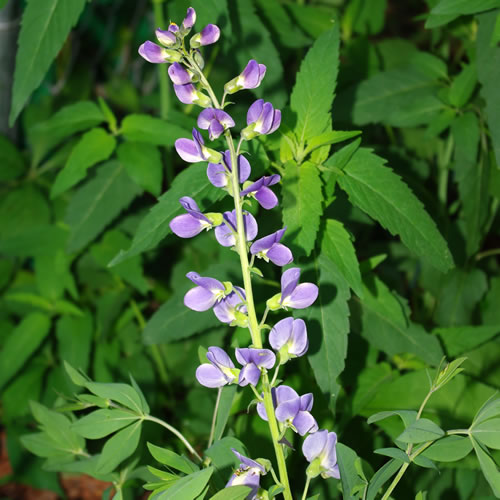 Baptisia hybrida Solar Flare